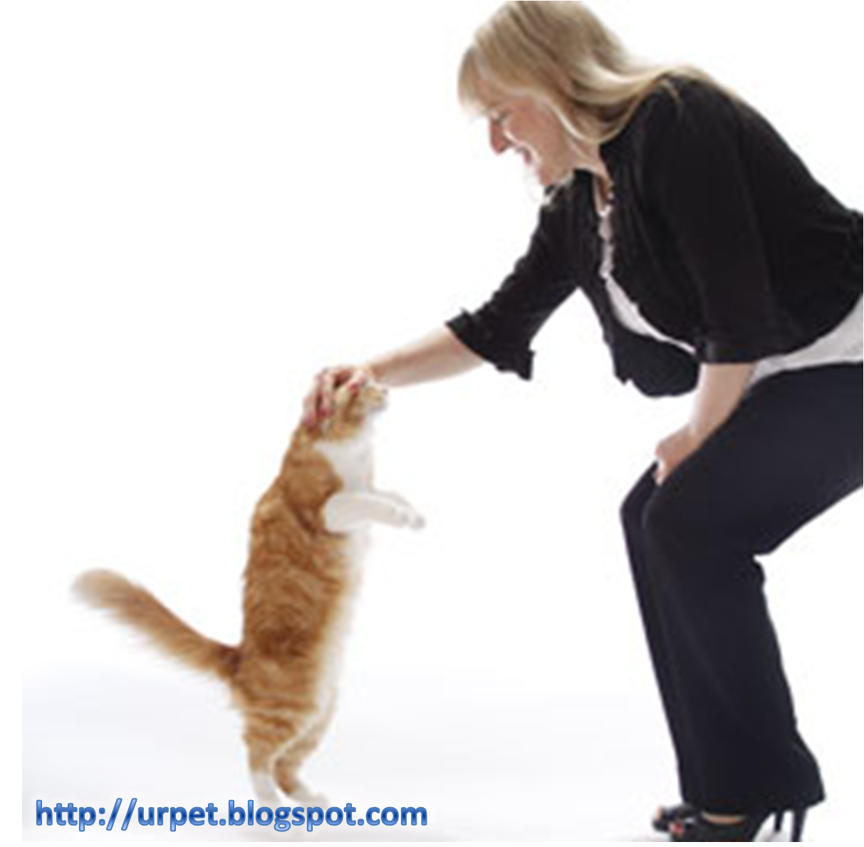Как дрессировать кота, кошку или котёнка в домашних условиях: полезные советы и рекомендации по дрессировке