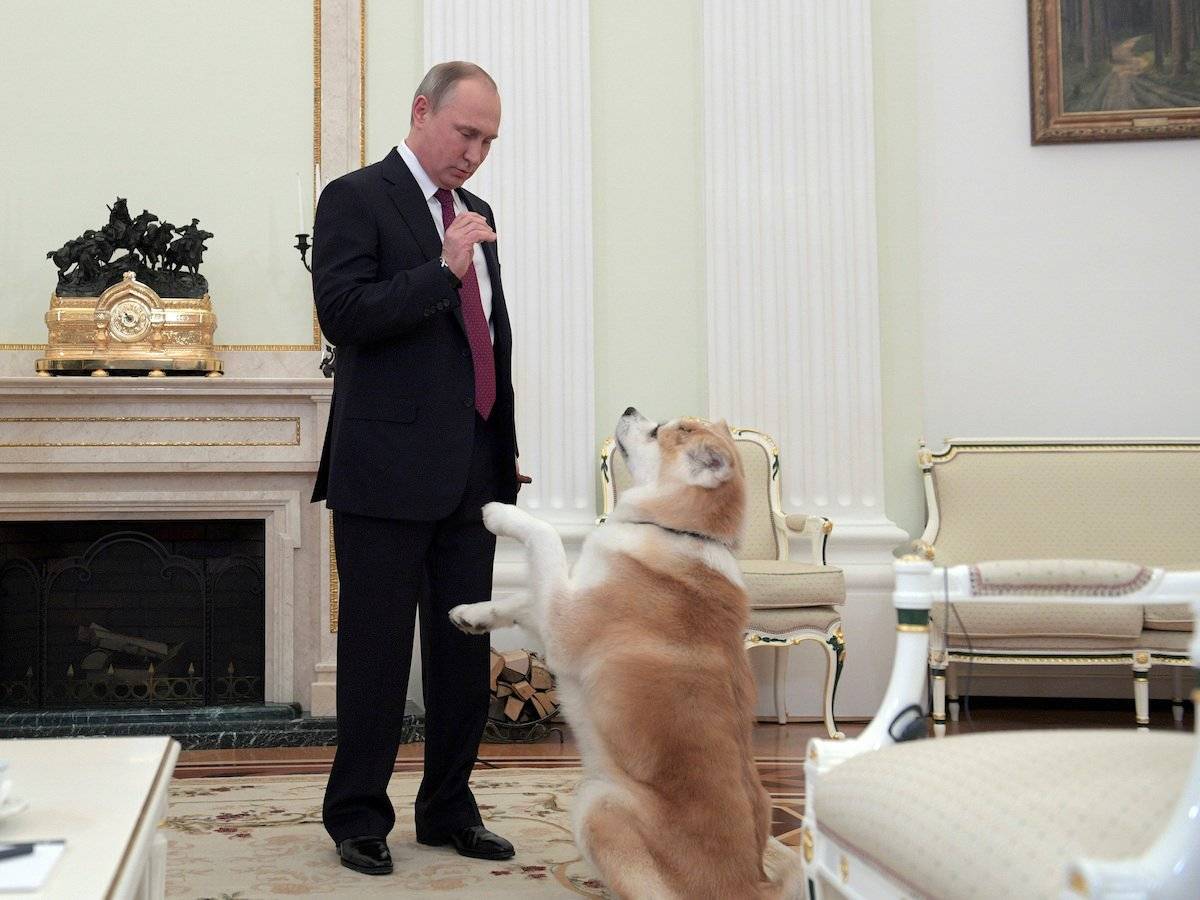 Собаки владимира путина — фото и породы питомцев президента