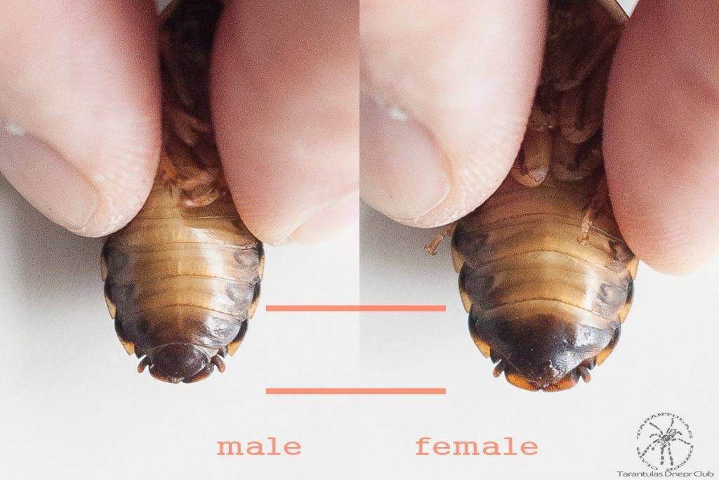 Сколько личинок маленького таракана может вылупиться из одного яйца?
