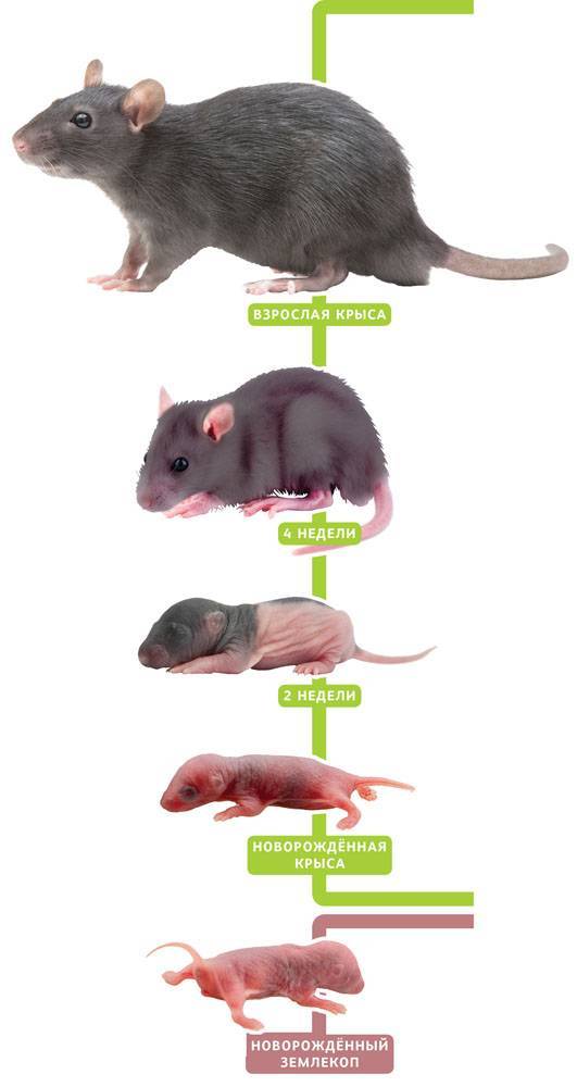 Размер и вес маленькой и взрослой крысы - до какого максимального размера может вырасти
