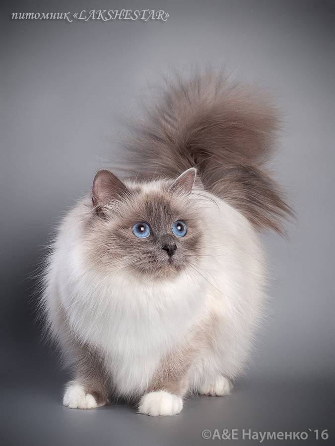 Бирмансая кошка: характер, правила ухода, окрас. 13 фото бирмы