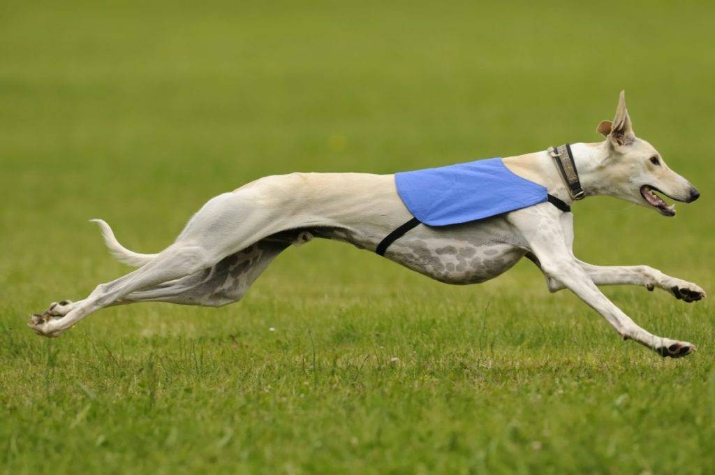 Лучшие собаки для бега - лучшие породы собак для бегунов 2019 - финалист истории - 2022