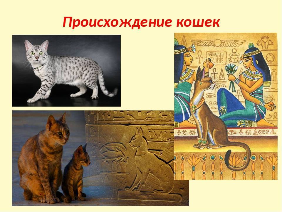 Откуда и от кого появились кошки на земле. история возникновения современных домашних кошек откуда на земле взялись кошки