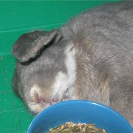 Как спят декоративные кролики: сколько, когда, с открытыми глазами или нет, спят ли кролики ночью