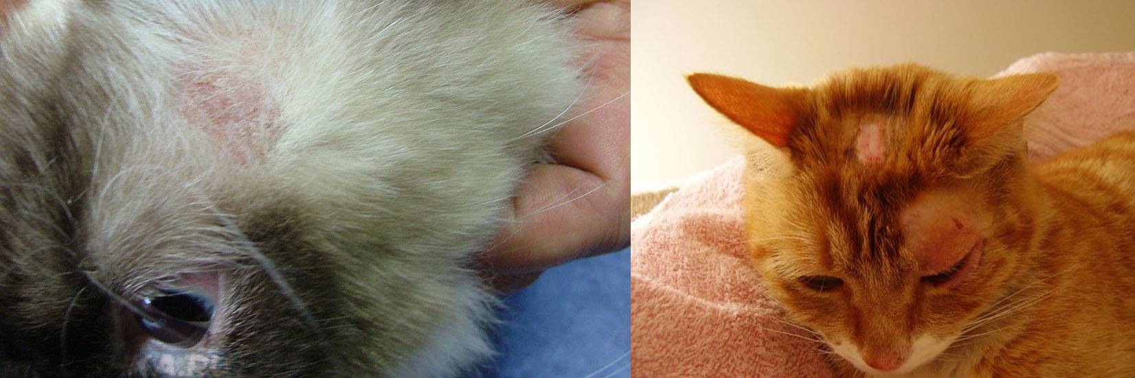 Микоплазмоз у кошек: симптомы и лечение, признаки, фото, анализ