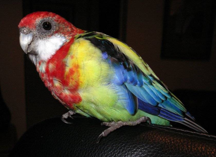 Попугай розелла – как правильно ухаживать за красивой птичкой