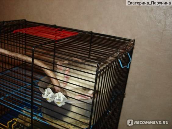 Сколько живут домашние крысы: как продлить жизнь питомца, правила кормления и ухода