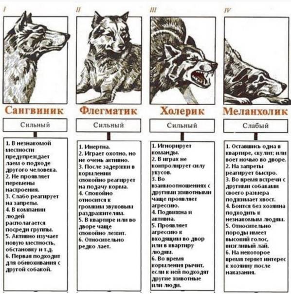 Аргентинский дог — характеристика породы (с фото) | все о собаках