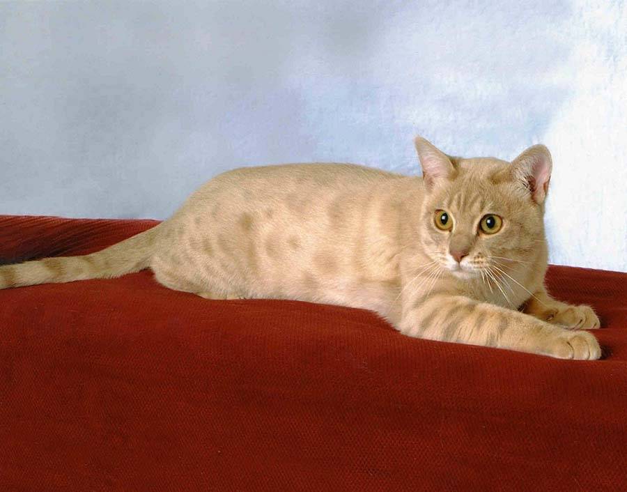 Австралийская дымчатая кошка: фото и описание породы (характер, уход и кормление)