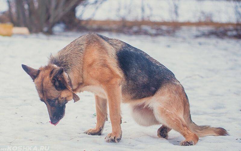 Почему у собак возникает паралич задних лап, как лечить заболевание?