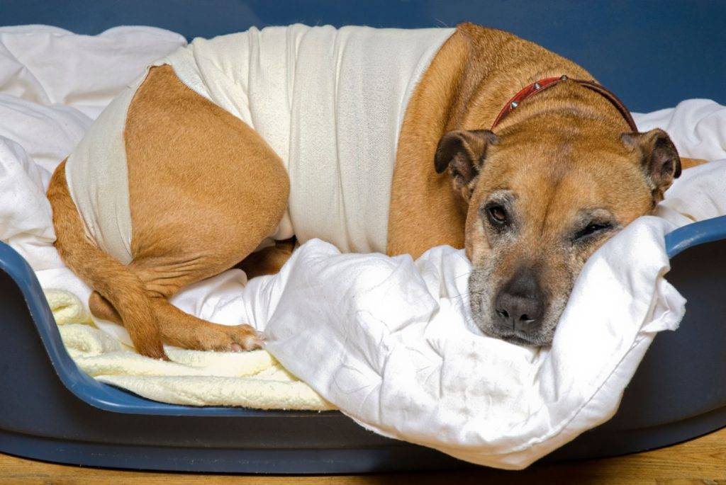 Пиометра у собак: лечение, причины, операция