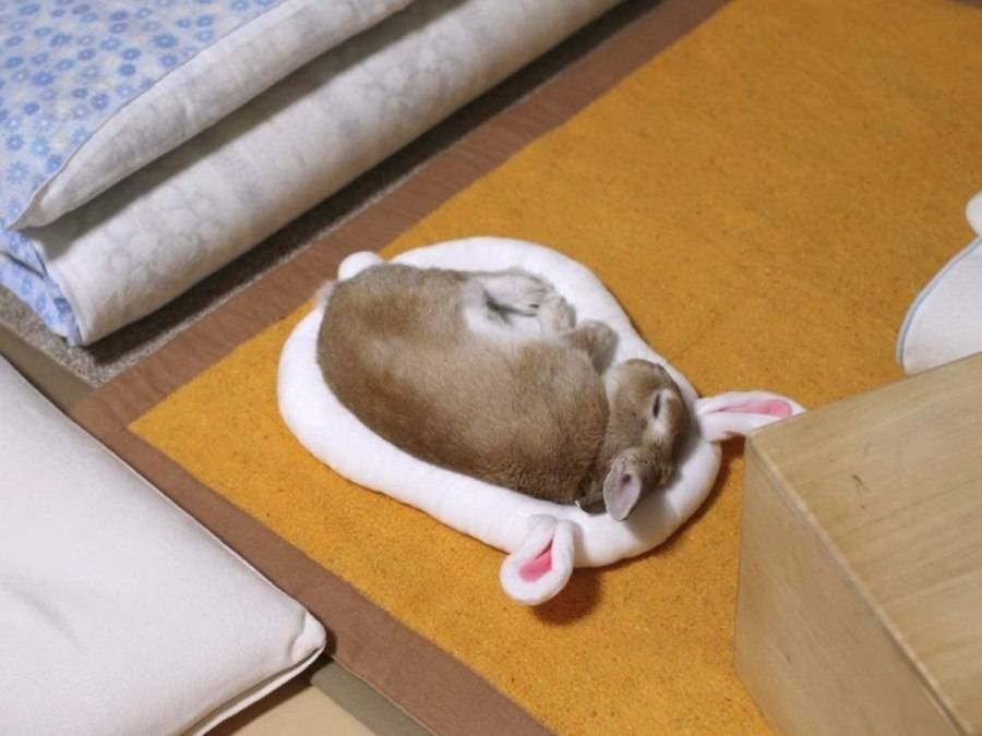 Продолжительность сна у декоративных кроликов: спят ли они с открытыми глазами
