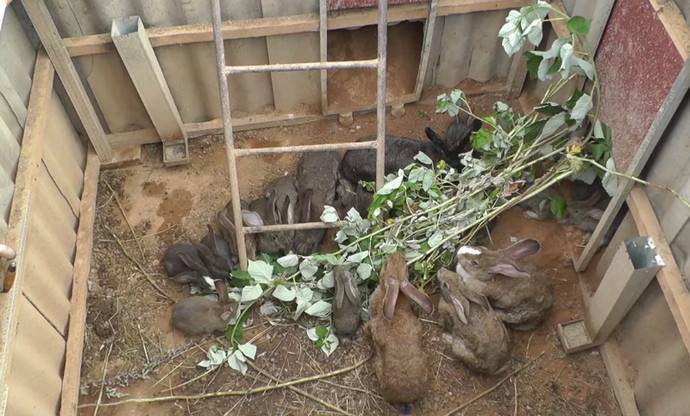 Разведение кроликов в яме, их содержание и технологии выращивания