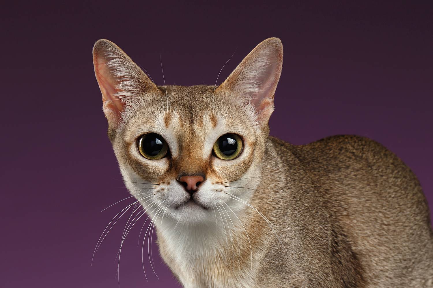 Самая красивая порода кошек в мире фото и название