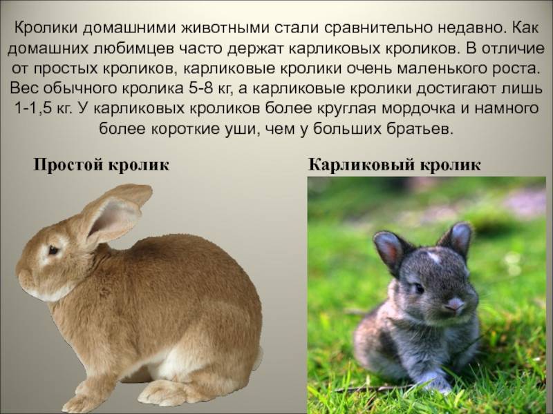 История кролика: одомашнивание и влияние на культуру человека – prokrolik: полезная информация про кроликов