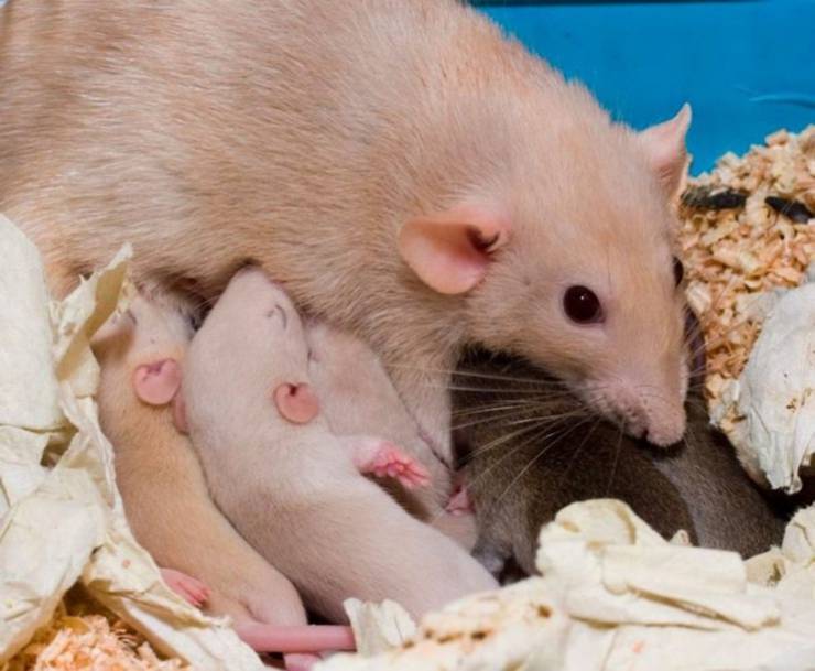 Как размножаются крысы: разведение в домашних условиях, как спариваются и рожают, есть ли у крыс течка, сколько рождается крысят в помёте