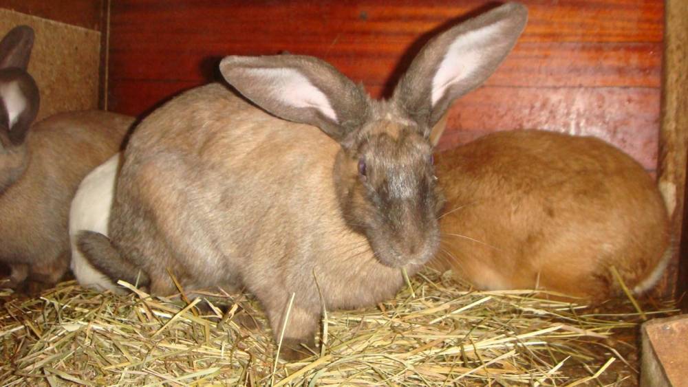 Когда кролики спариваются: половозрелость кроликов и процесс вынашивания