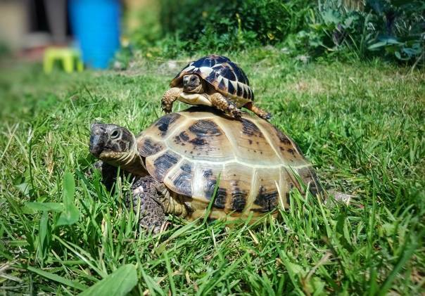 Как сделать островок или берег для домашней черепахи