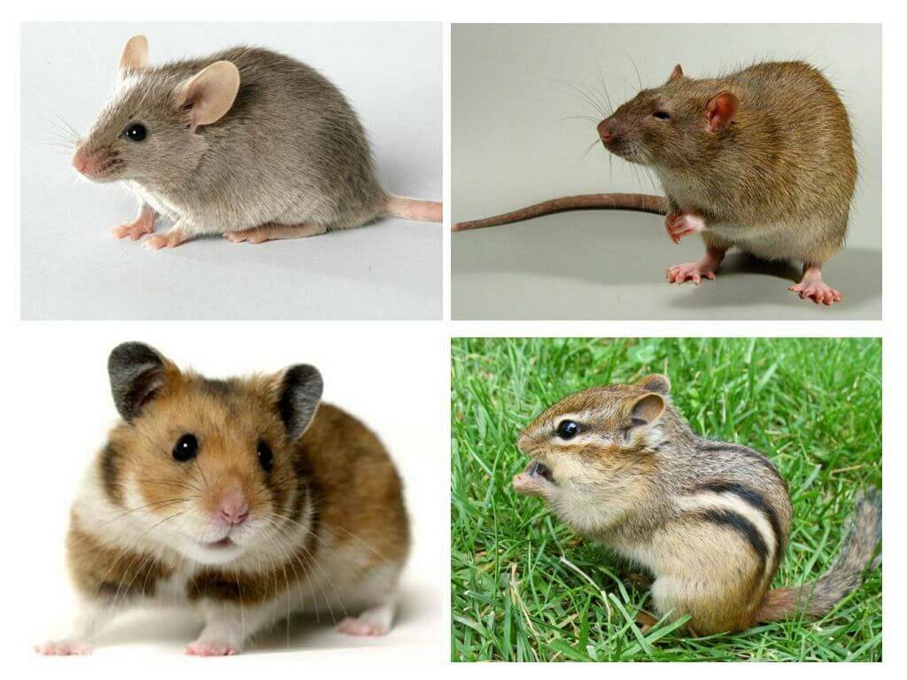 Виды и разновидности мышей