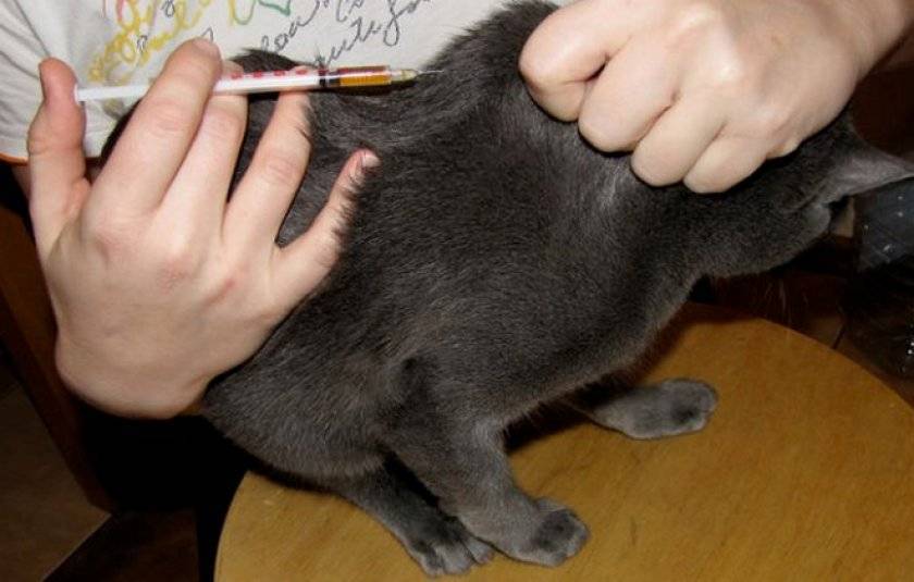 Как правильно коту сделать укол в холку, как колоть уколы кошке в холку, как сделать укол кошке