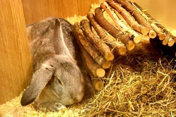 Кормление кроликов хлебом: польза и вред изделий из хлеба, правила и рекомендации по кормлению