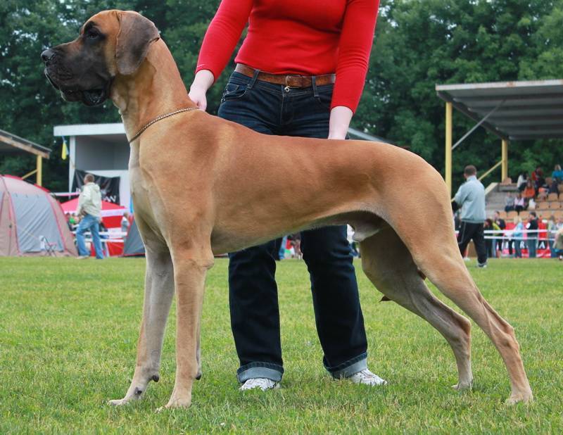 Немецкий дог: королевская собака, разновидности породы, как выглядит, сколько живут, фото щенков