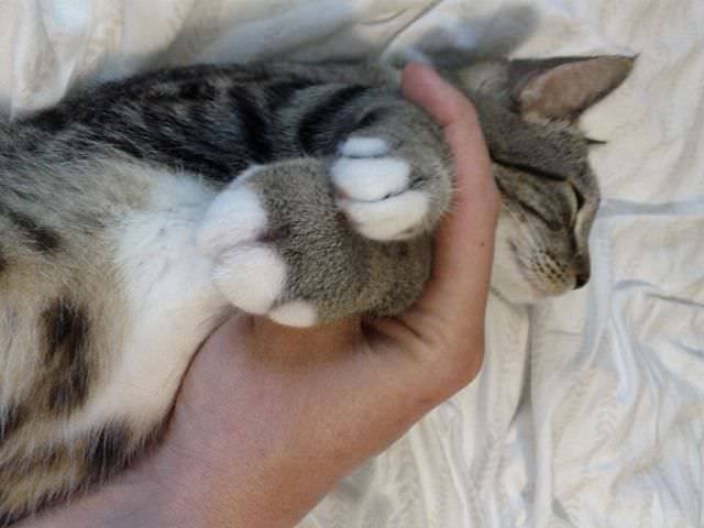 Укусила кошка: что делать после укуса кошки | лечение