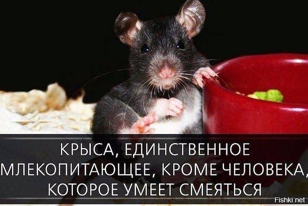Интересные факты о крысах и мышах