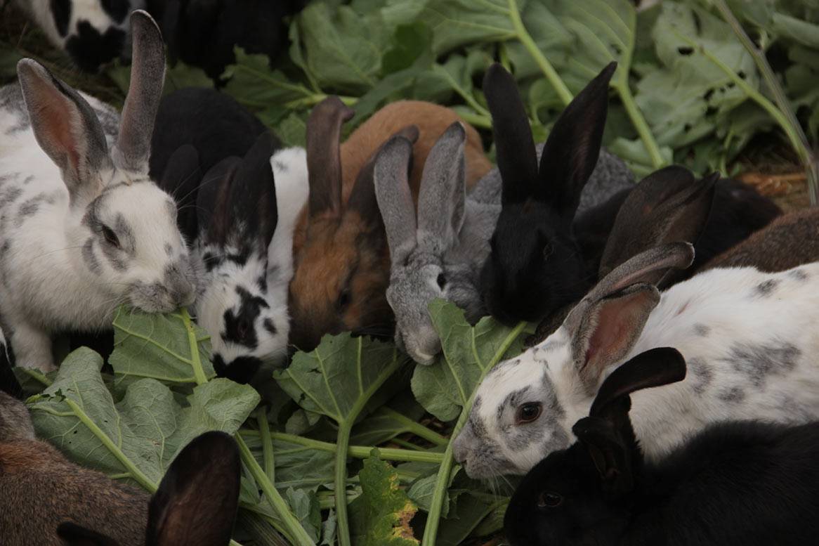 Разведение и содержание кроликов в домашних условиях: кролиководство для начинающих