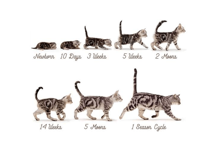 4 способа как узнать сколько лет кошке