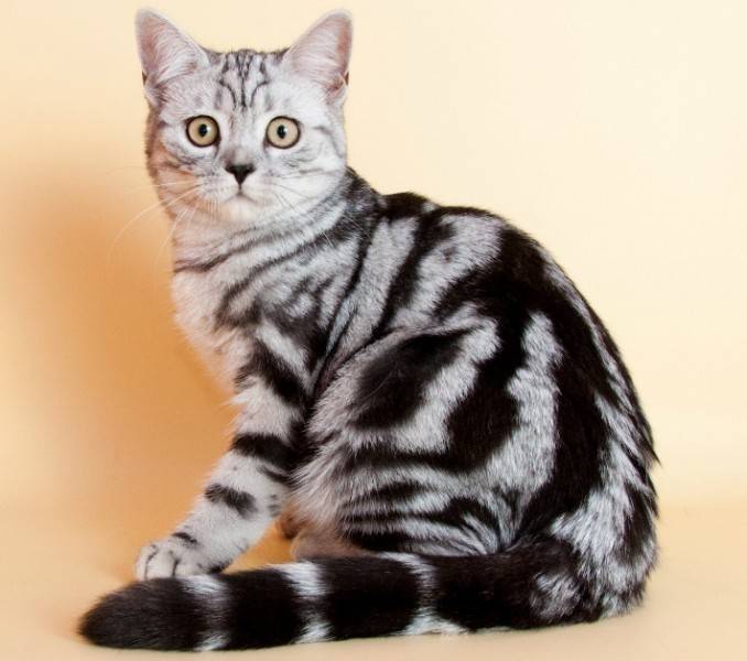 Мраморная дикая кошка: описание, характер, среда обитания и образ жизни, фото