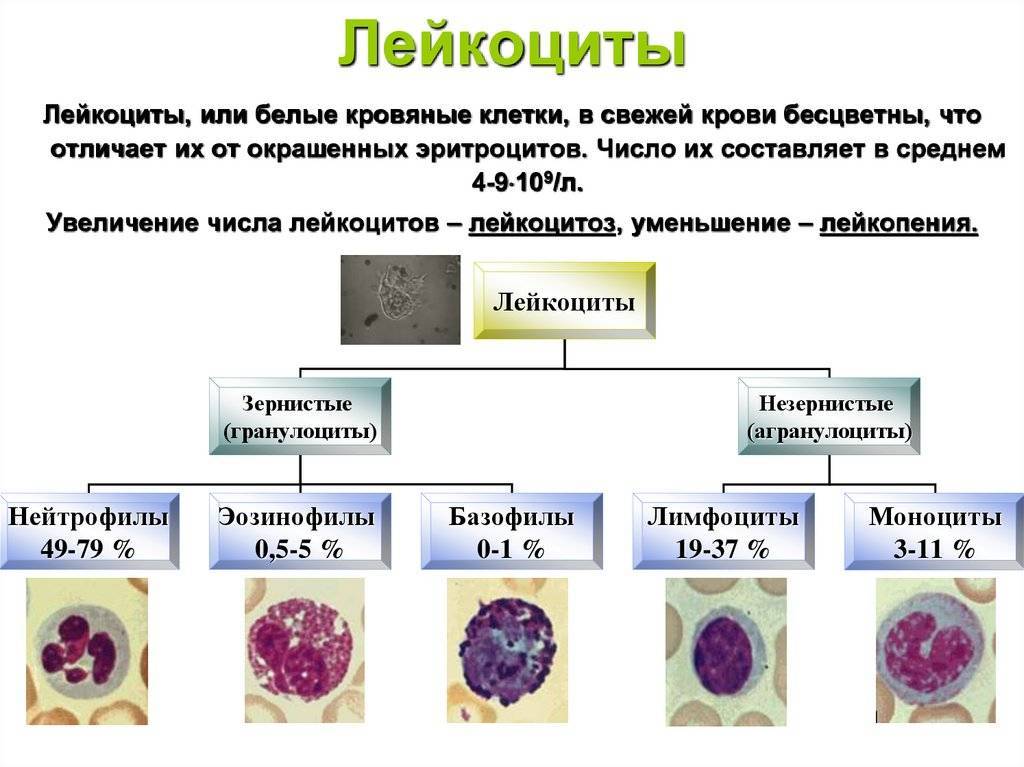Лейкоциты в моче: норма, повышены, понижены, расшифровка