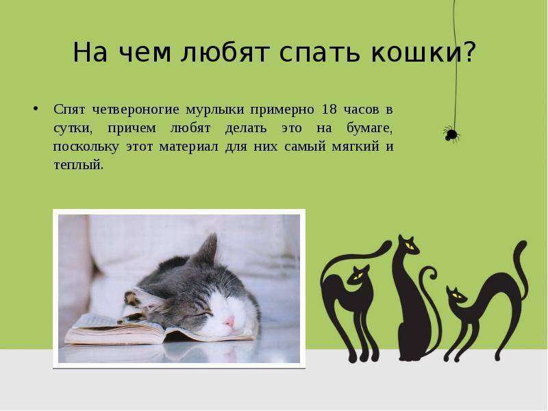 Сколько в сутки спят кошки, коты и котята, почему так много