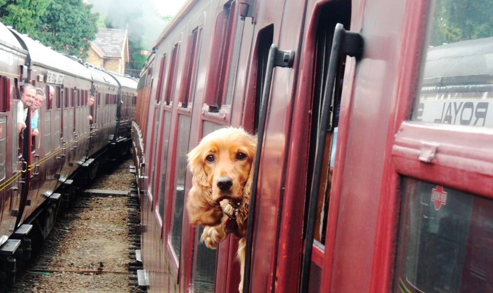 Правила перевозки животных в поезде