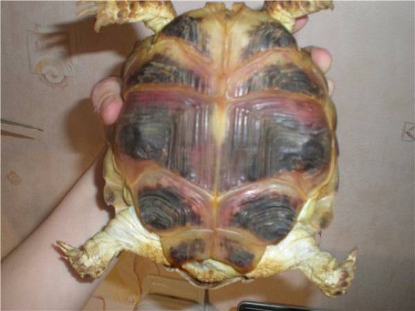 Симптомы заболеваний черепах
