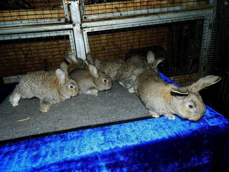 Кролики породы бельгийский великан (фландр): описание, разведение и содержание в домашних условиях