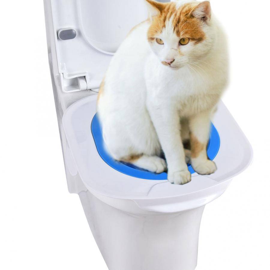 Биотуалет для кошки — рейтинг лучших закрытых туалетов с подробным описанием принципов работы