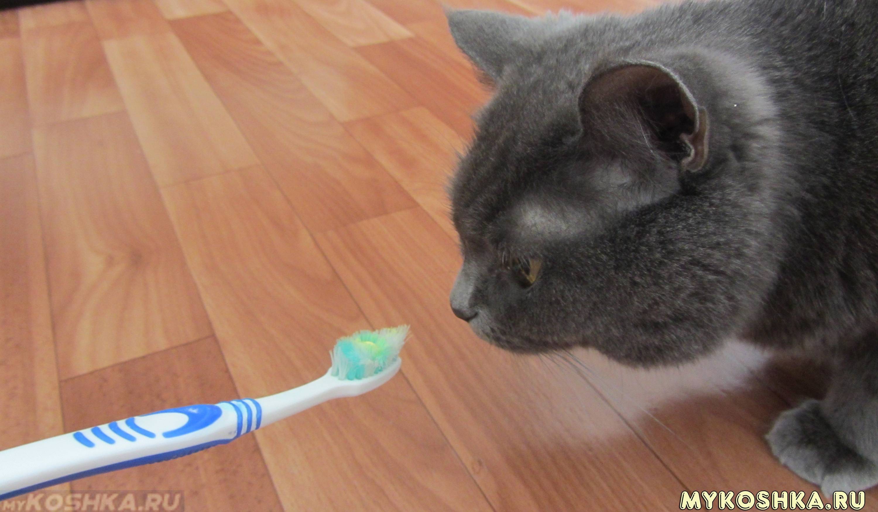 гладить кошку зубной щеткой