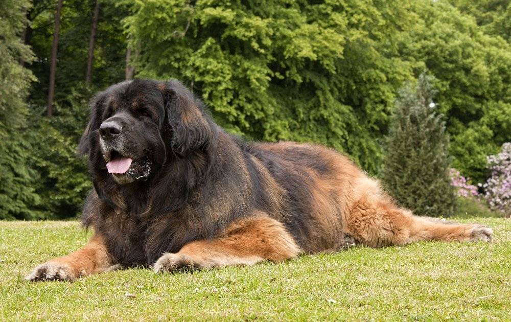 Какая самая большая порода собак в мире: топ-15 гигантских аномально больших собак, названия пород, фото