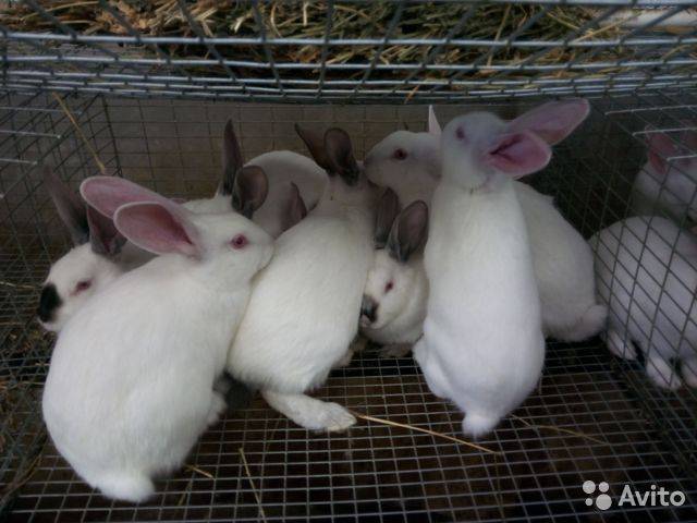 Кролики породы хиплус: описание, характеристика, выбор особи, разведение и отзывы