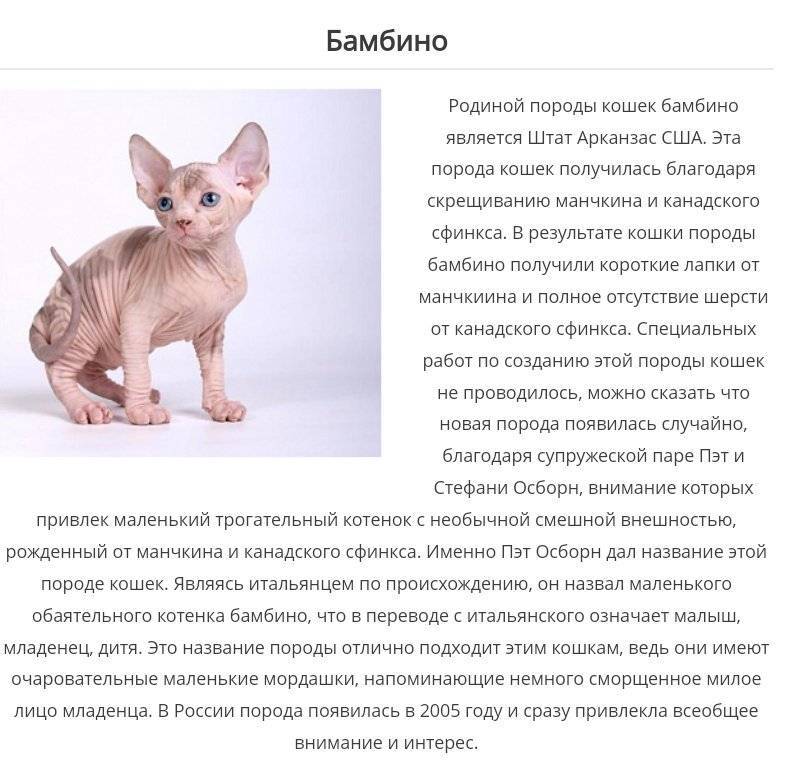 Кошки бамбино: история породы, описание, характер, советы по содержанию и уходу, фото