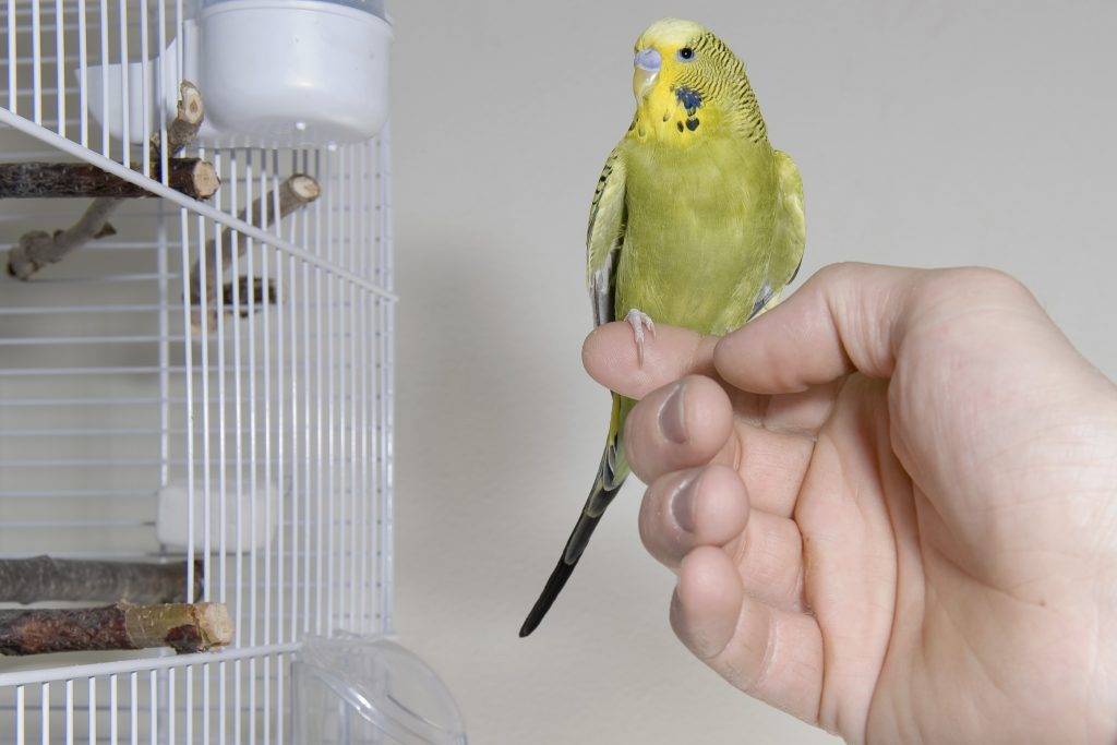 Когда можно выпускать попугая из клетки после покупки? как правильно выпустить его полетать в первый раз?