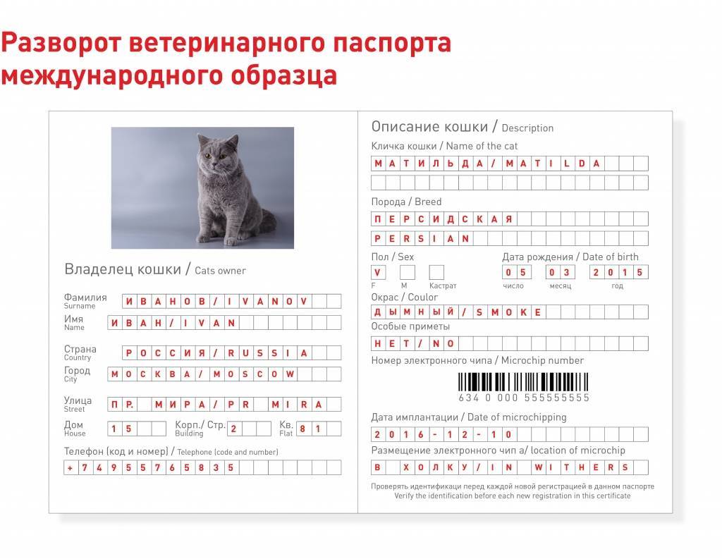 Ветеринарный паспорт для кошки международного образца, правила получения на petstory