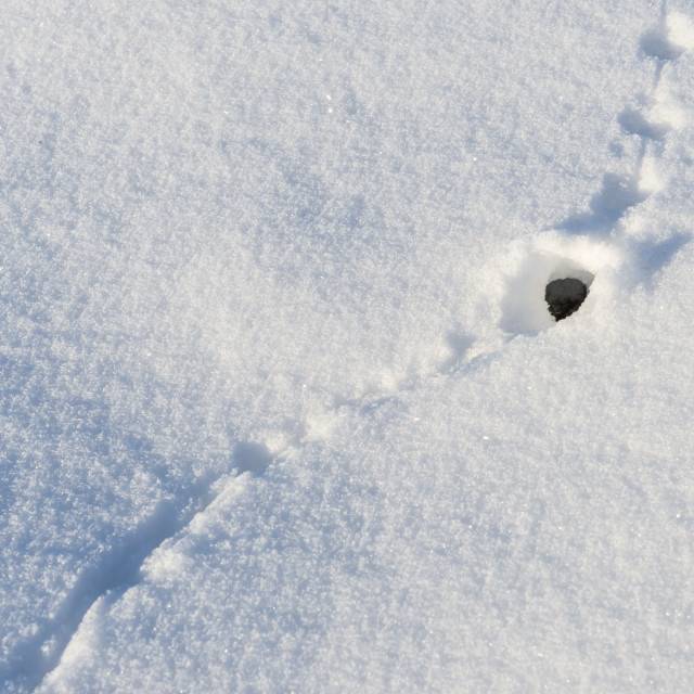 Следы крысы на снегу – как определить начало захвата территории грызунами