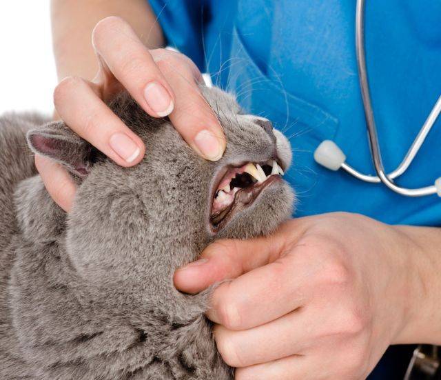 10 признаков стоматита у кошек: как лечить и предотвратить - kotiko.ru