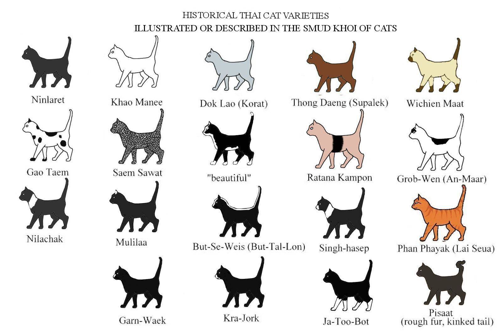 Породы кошек с фотографиями и названиями пород