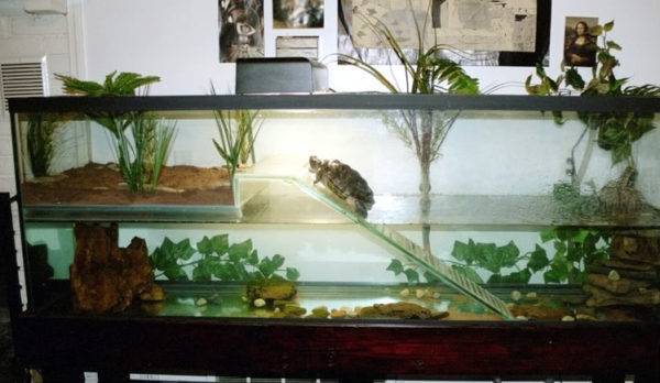 Аквариум для красноухих черепах: обустройство жилища рептилии