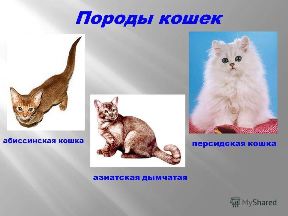 Самые редкие породы кошек