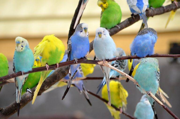 Сколько живут волнистые попугаи