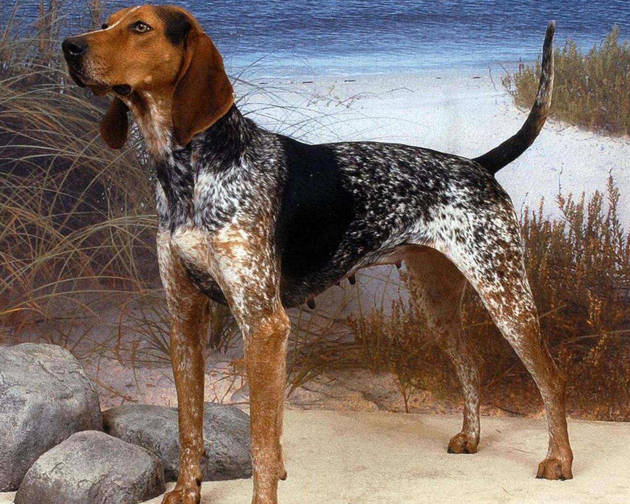 порода американских собак фото с названиями